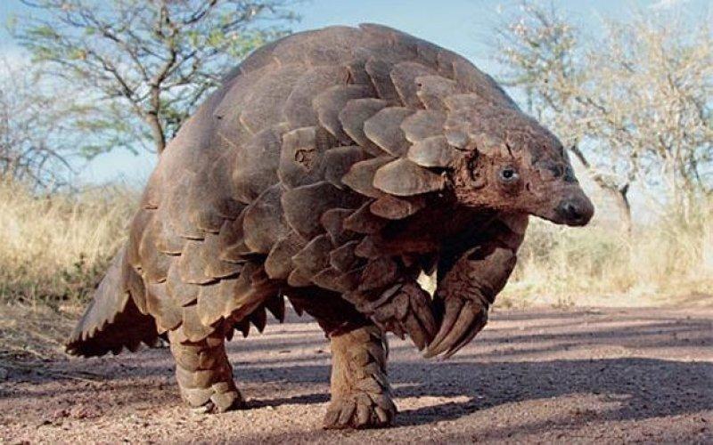 Kozalak görünümlü hayvan: Pangolin