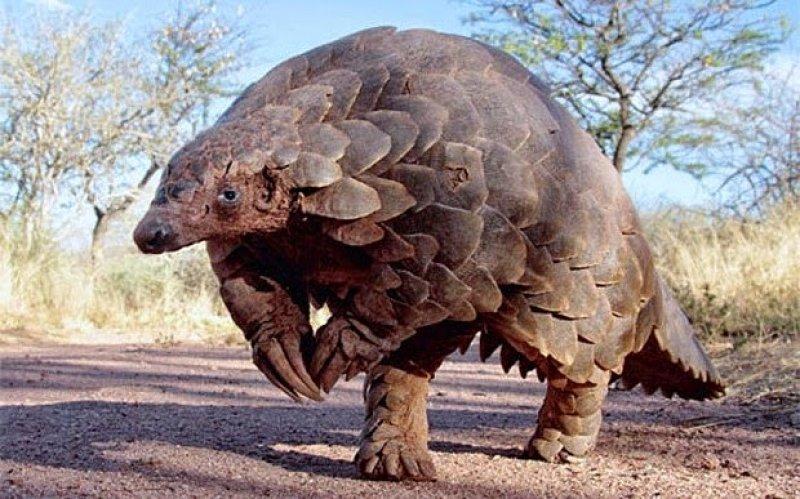 Kozalak görünümlü hayvan: Pangolin