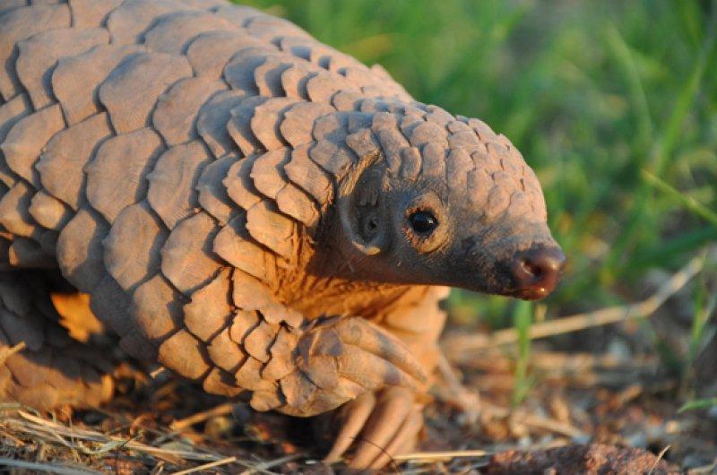 Kozalak görünümlü hayvan: Pangolin