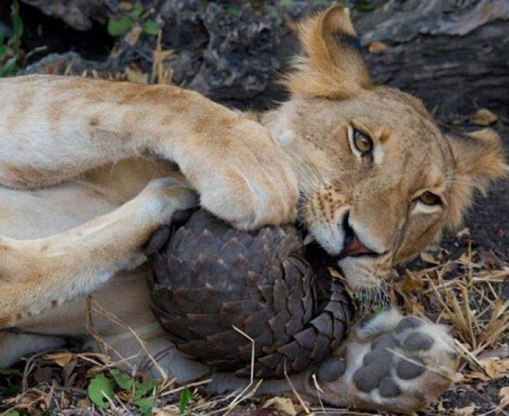 Kozalak görünümlü hayvan: Pangolin