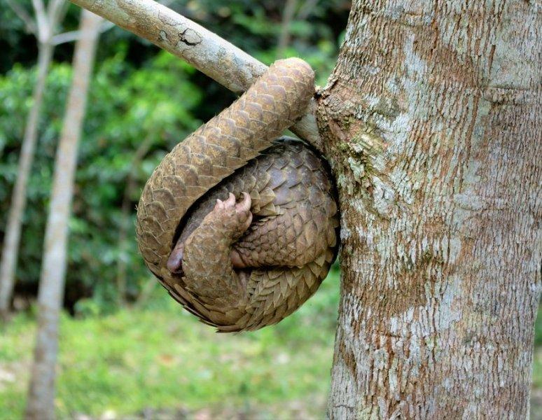 Kozalak görünümlü hayvan: Pangolin