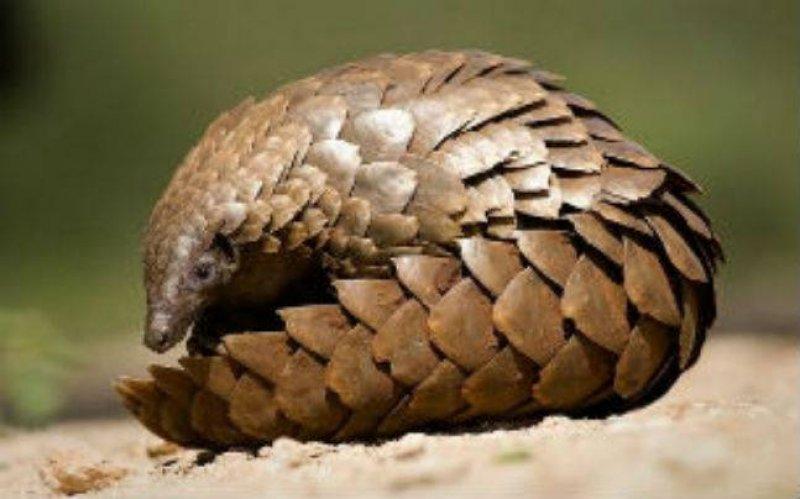 Kozalak görünümlü hayvan: Pangolin