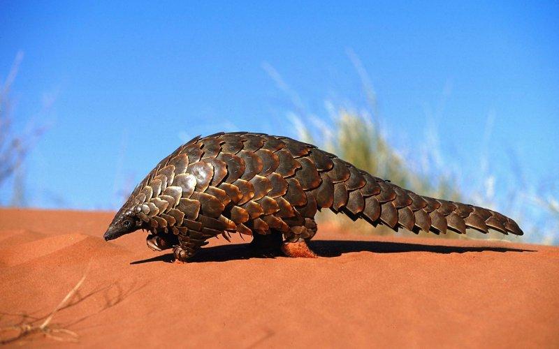 Kozalak görünümlü hayvan: Pangolin