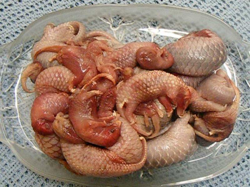 Kozalak görünümlü hayvan: Pangolin