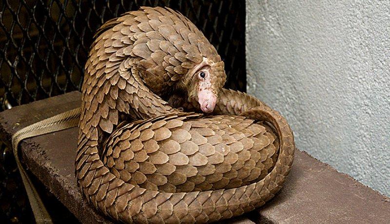 Kozalak görünümlü hayvan: Pangolin