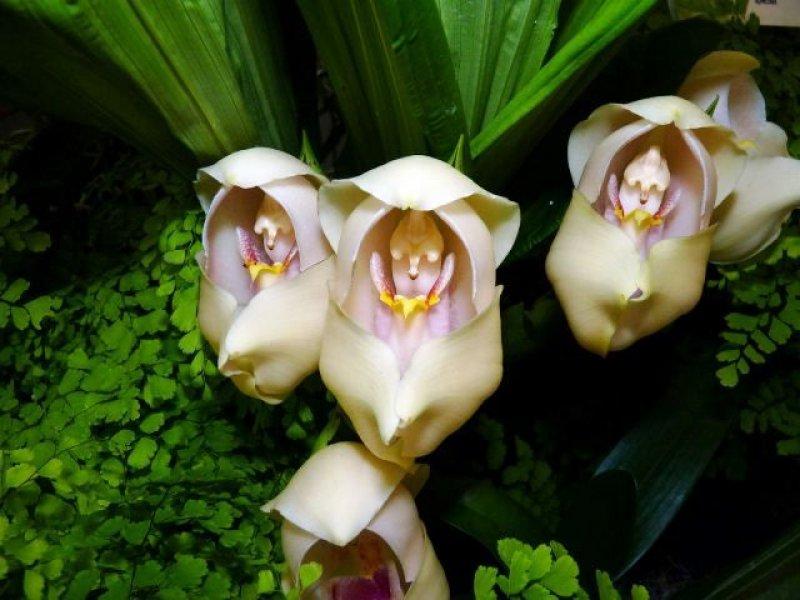 Nadir görülen ilginç bitkiler