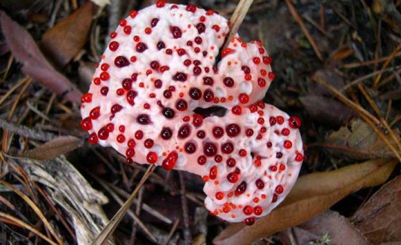 Nadir görülen ilginç bitkiler