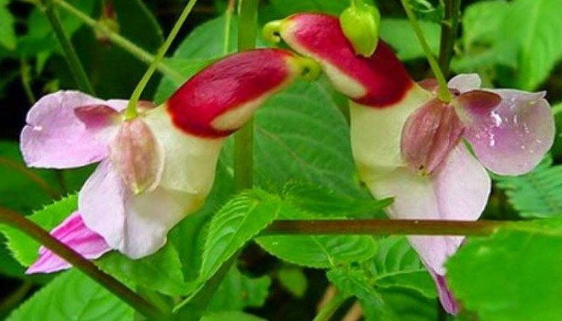 Nadir görülen ilginç bitkiler