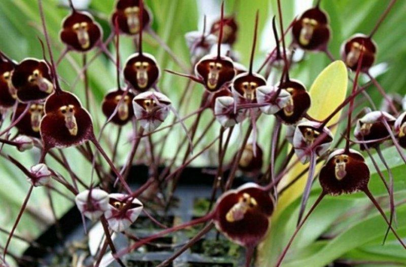 Nadir görülen ilginç bitkiler