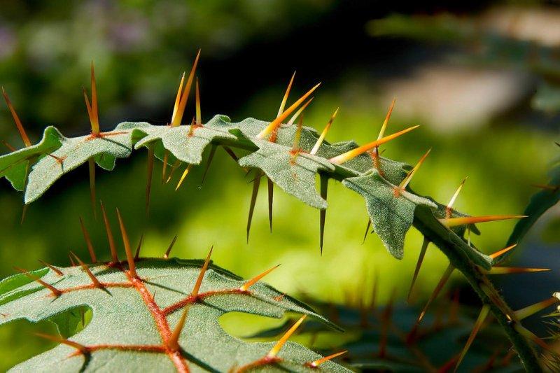 Nadir görülen ilginç bitkiler