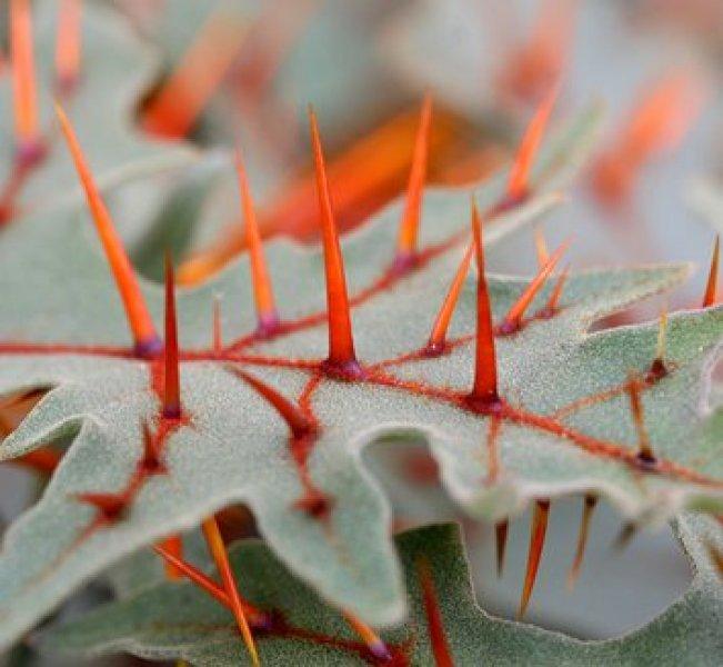 Nadir görülen ilginç bitkiler