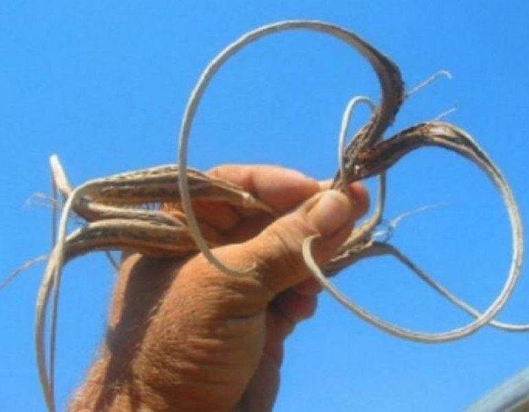 Nadir görülen ilginç bitkiler