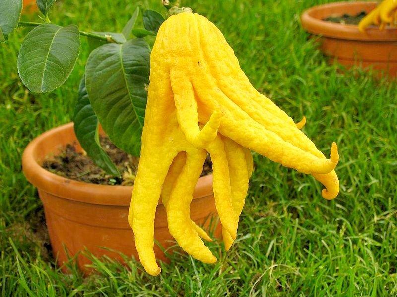 Nadir görülen ilginç bitkiler