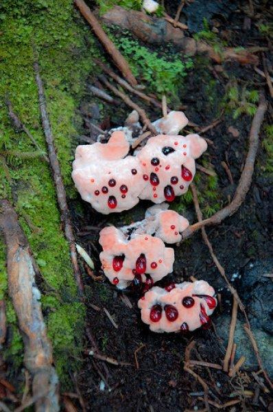 Nadir görülen ilginç bitkiler