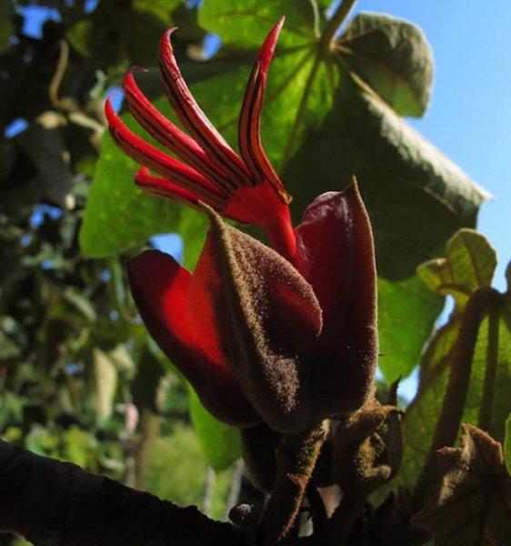 Nadir görülen ilginç bitkiler