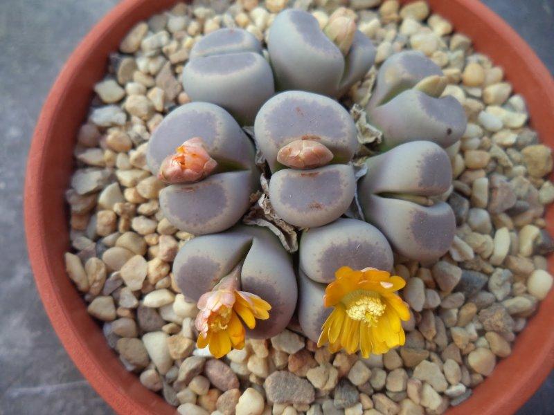 Nadir görülen ilginç bitkiler