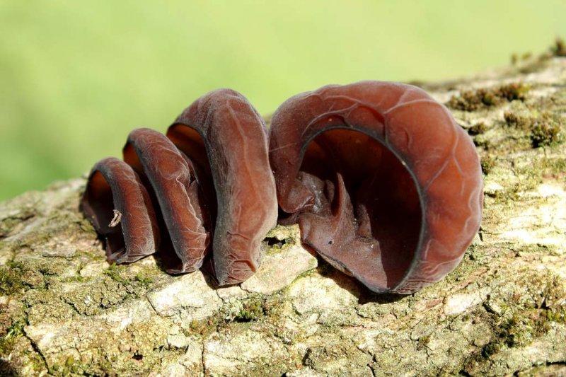 Nadir görülen ilginç bitkiler