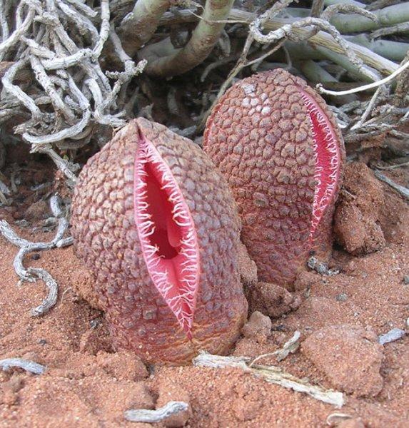 Nadir görülen ilginç bitkiler