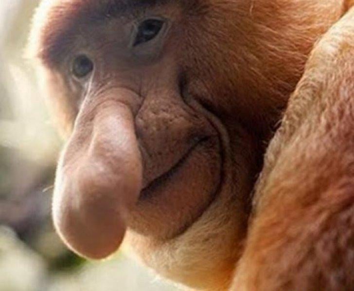 Doğada yaşayan orantısız hayvanlar 