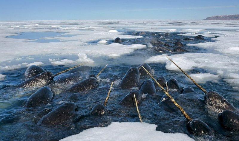Doğada yaşayan orantısız hayvanlar 