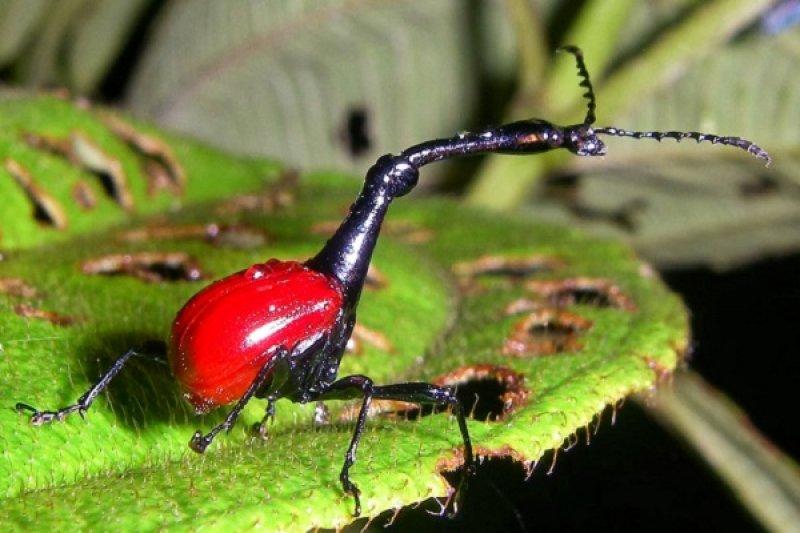Doğada yaşayan orantısız hayvanlar 