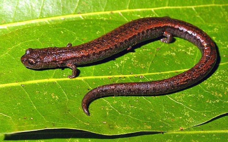 Doğada yaşayan orantısız hayvanlar 