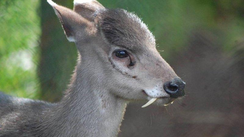 Doğada yaşayan orantısız hayvanlar 