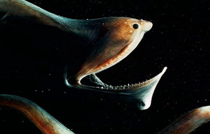 Doğada yaşayan orantısız hayvanlar 