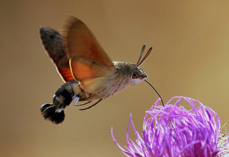 Doğada yaşayan orantısız hayvanlar 