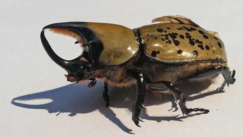 Doğada yaşayan orantısız hayvanlar 