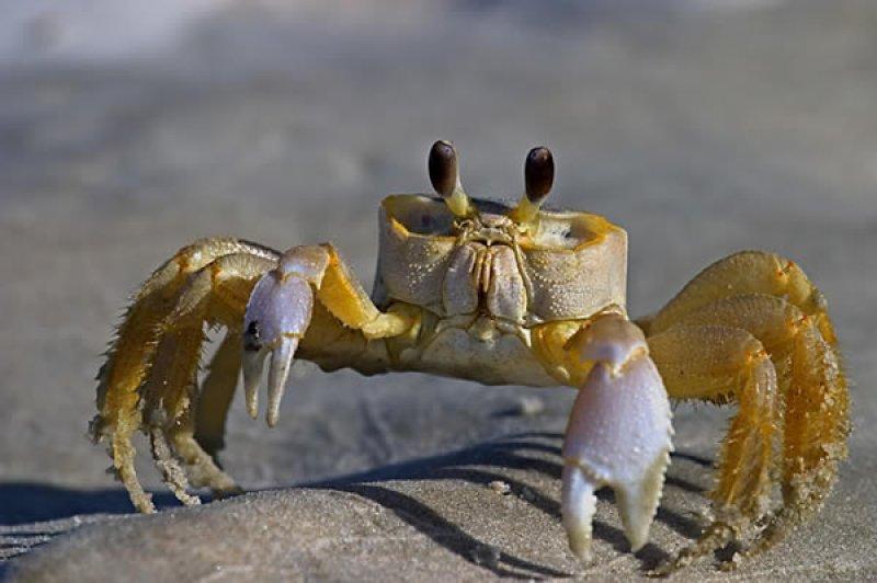 Doğada yaşayan orantısız hayvanlar 