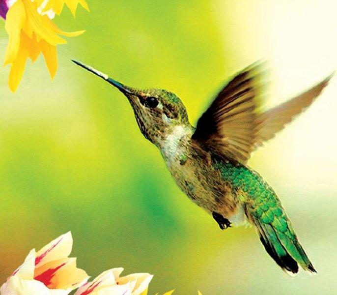 Doğada yaşayan orantısız hayvanlar 