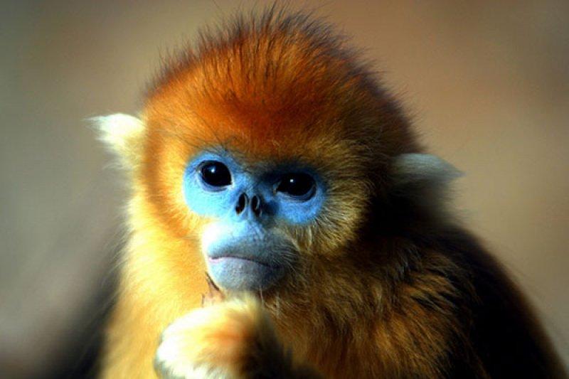 Doğada yaşayan orantısız hayvanlar 