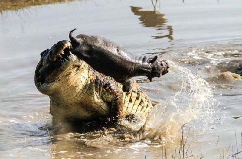 Aç kalan timsahın su aygırı avı