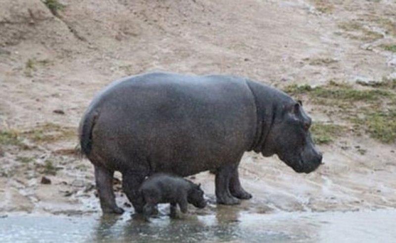 Aç kalan timsahın su aygırı avı