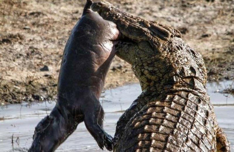 Aç kalan timsahın su aygırı avı