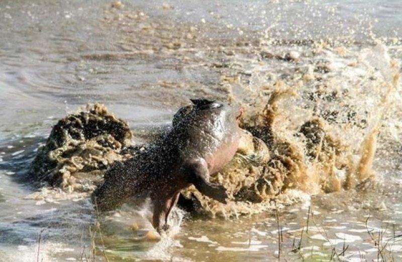 Aç kalan timsahın su aygırı avı