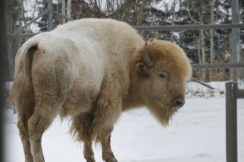 Bizonlar vahşi yaşamın en güçlü hayvanları 