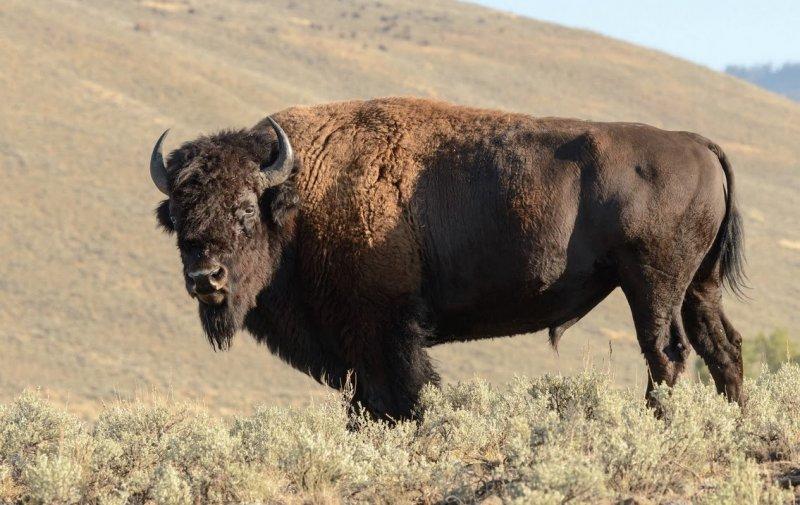 Bizonlar vahşi yaşamın en güçlü hayvanları 