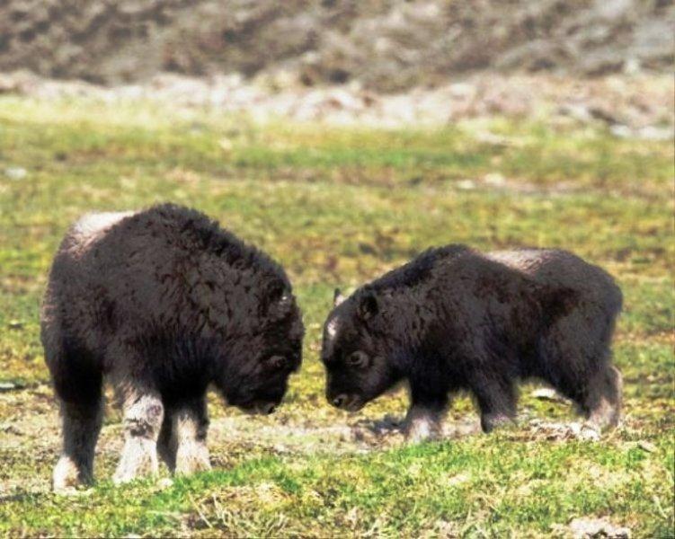 Bizonlar vahşi yaşamın en güçlü hayvanları 