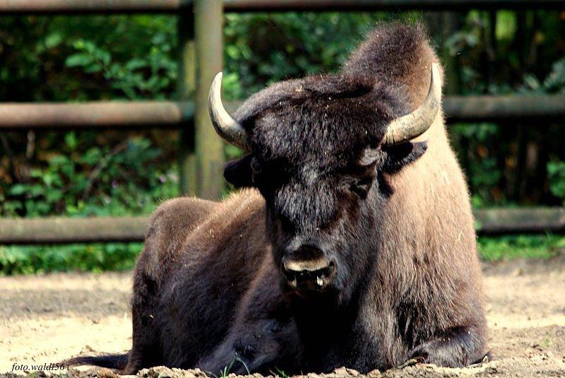 Bizonlar vahşi yaşamın en güçlü hayvanları 