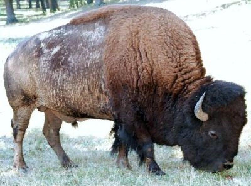 Bizonlar vahşi yaşamın en güçlü hayvanları 