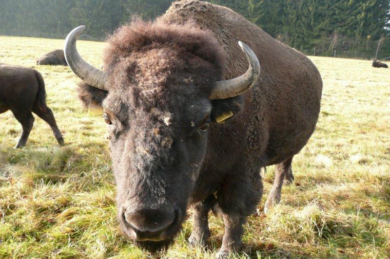 Bizonlar vahşi yaşamın en güçlü hayvanları 