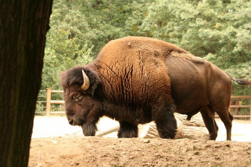 Bizonlar vahşi yaşamın en güçlü hayvanları 