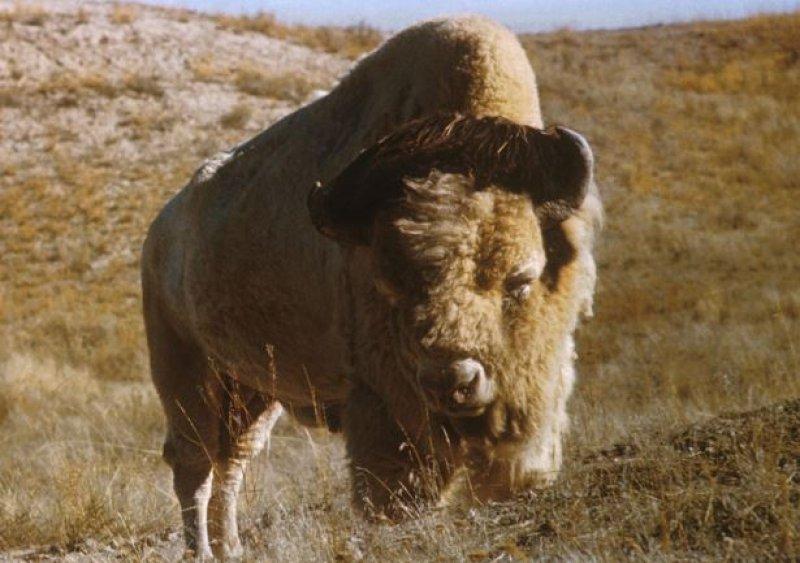 Bizonlar vahşi yaşamın en güçlü hayvanları 