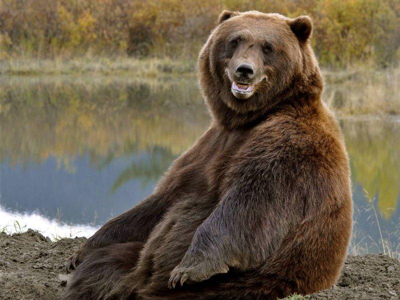 Dünyanın en mutlu hayvanları