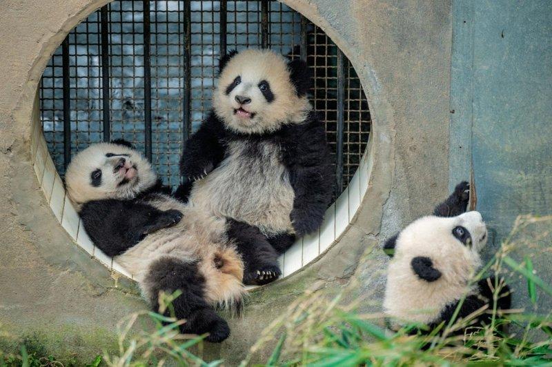 Pandalar hayata dönüyor