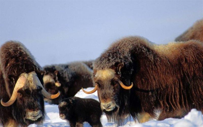 Yüksek karlı yaylaların hakimi Tibet sığırı