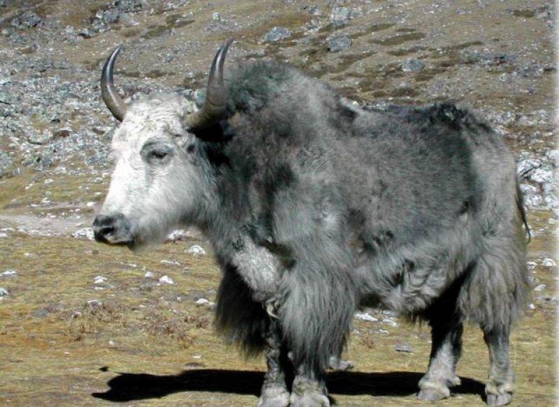 Yüksek karlı yaylaların hakimi Tibet sığırı