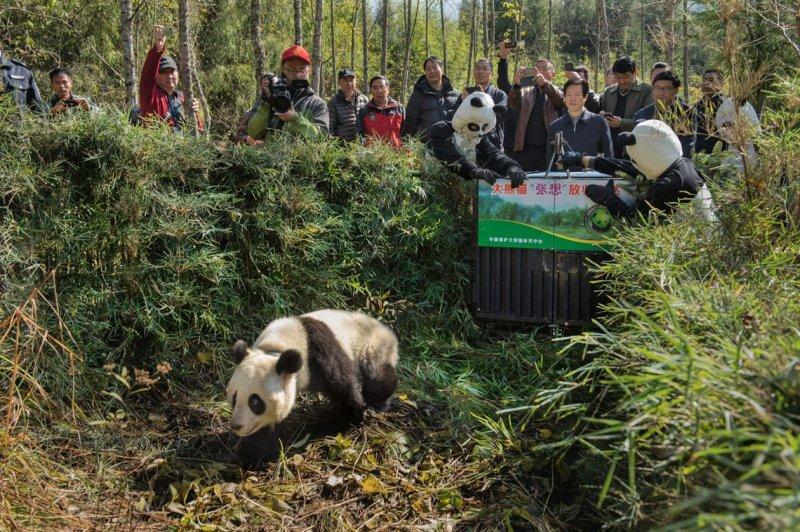 Pandalar hayata dönüyor